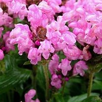 Self Heal 'Bella Deep Rose'