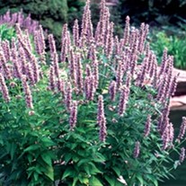 'Blue Fortune' Anise Hyssop