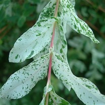 Dappled Willow Hakuo Nishiki