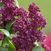 Lilac 'Royal Purple'