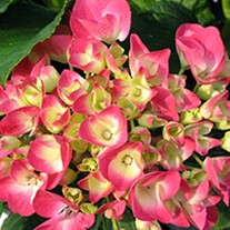 'Cityline Paris' Hydrangea