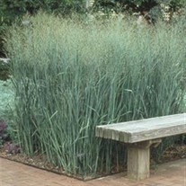 Blue Switch Grass
