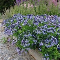 'Blue Ice' Amsonia Blue Star