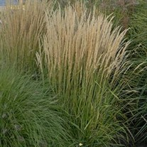 'Karl Foerster' Feather Reed Grass