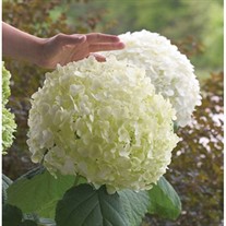 'Incrediball' Hydrangea