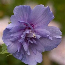 'Blue Chiffon' Hibiscus