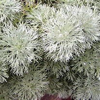 'Silver Mound' Artemisia