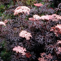 'Black Lace' Elderberry