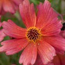 'Tahitian Sunset' ppaf