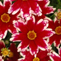'Ruby Frost'
