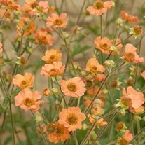 Geum 'Totally Tangerine' Avens
