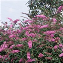 'Pink Delight' Butterfly Bush