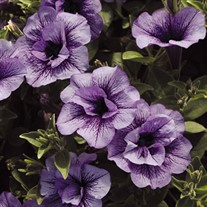Supertunia® 'Priscilla'®