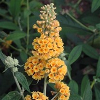 'Honeycomb' Butterfly Bush