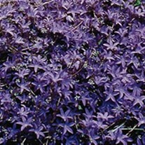 'Blue Waterfall' Bellflower pp13161