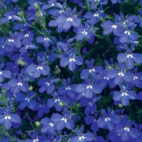 Lobelia Dark Blue