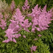 Astilbe 'Amethyst' False Spirea