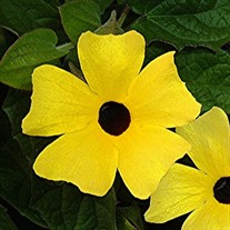 LEMON W/ BLACK EYE SUSAN VINE