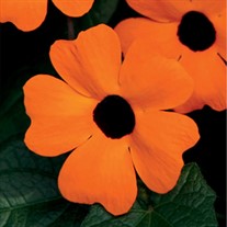 Orange Black-Eyed Susan Vine
