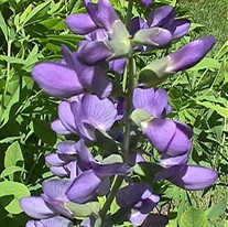 'Australlis' False Indigo