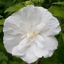 White Chiffon™ Rose of Sharon