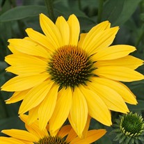 'Now Cheesier' Coneflower