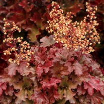 'Root Beer' Coral Bells