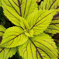 'Gay's Delight' Coleus