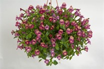 'Magenta Moon'  Wishbone Flower