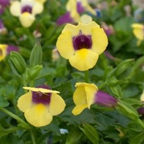 'Yellow Moon' Wishbone Plant