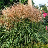 'Huron Sunrise'  Maiden Grass