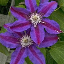 'Fireworks' Clematis Vine