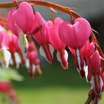 Old Fashion Bleeding Heart