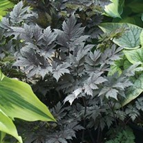 'Chocoholic'  Black Snakeroot