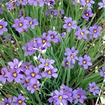 Blue-Eyed Grass  'Lucerne' 