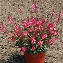 Butterfly Gaura 'Dark Pink'