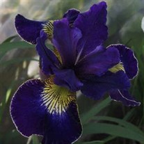 'Golden Edge' Iris
