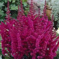 Astilbe 'Visions in Red'