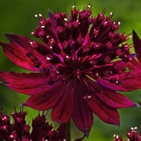 Astrantia 'Venice'