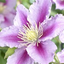 'Piilu' Little Duckling Clematis