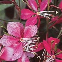 'Siskiyou Pink' Butterfly Gaura