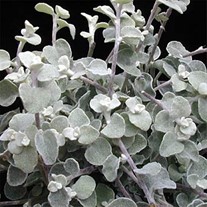 TRAILING White Licorice (Silver)