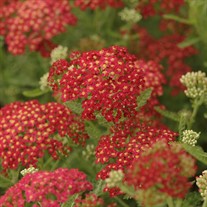 'Paprika'  Yarrow