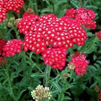 'Red Velvet'  Yarrow