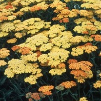 'Terracotta'  Yarrow