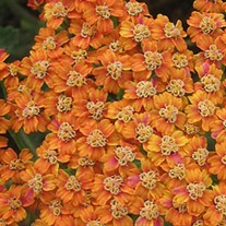 'Terracotta'  Yarrow