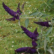 'Black Knight'  Butterfly Bush