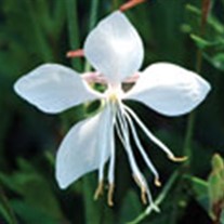 'Snow Fountain' Butterfly Guara
