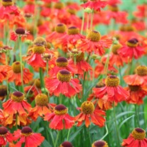 'Ruby Tuesday'  Sneezeweed