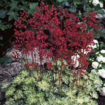 'Hercules' Coral Bells